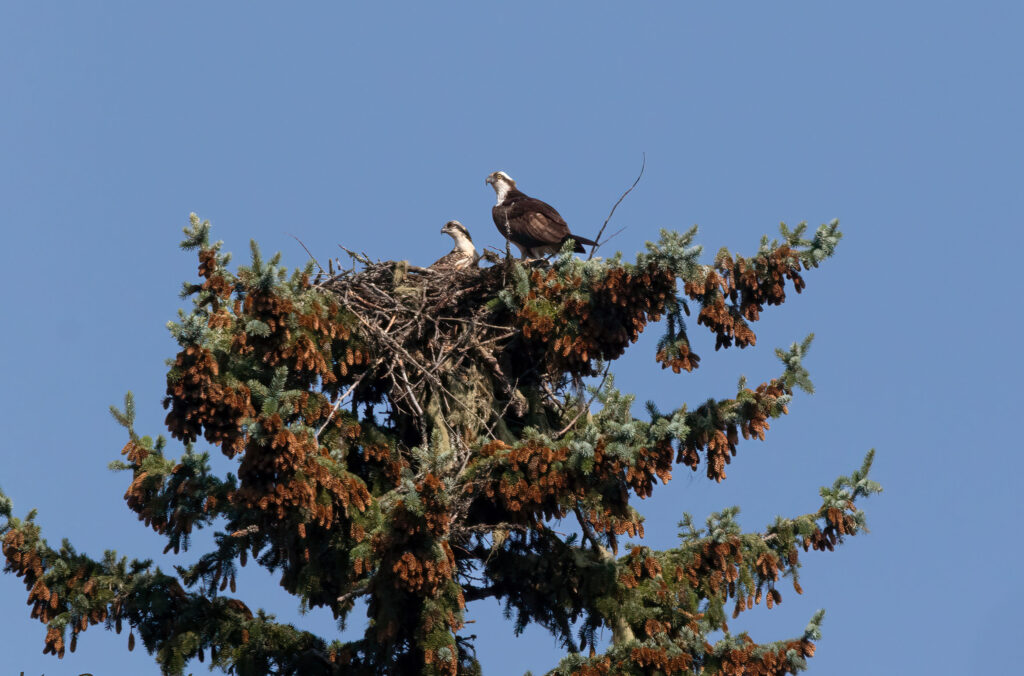 Two ospreys in their nest in Whistler.