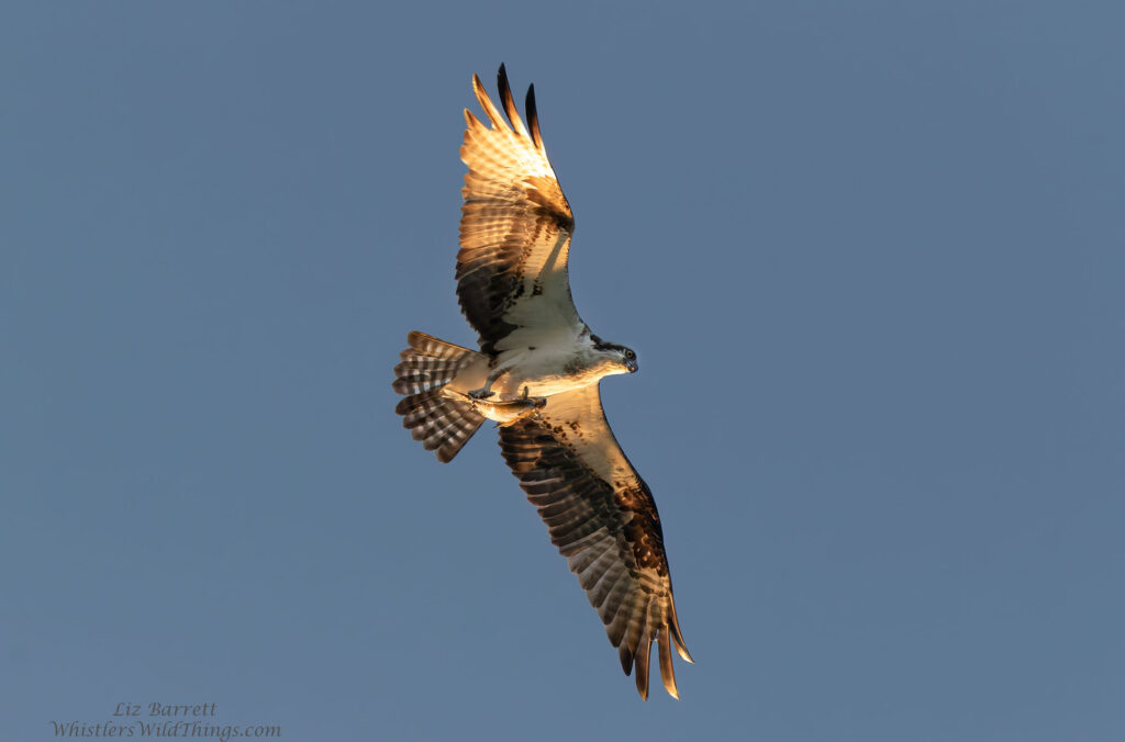 An osprey flying over Whistler.