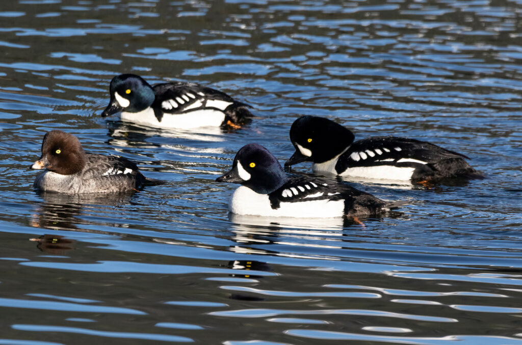 Barrow's Goldeneye ducks on a Whistler lake.