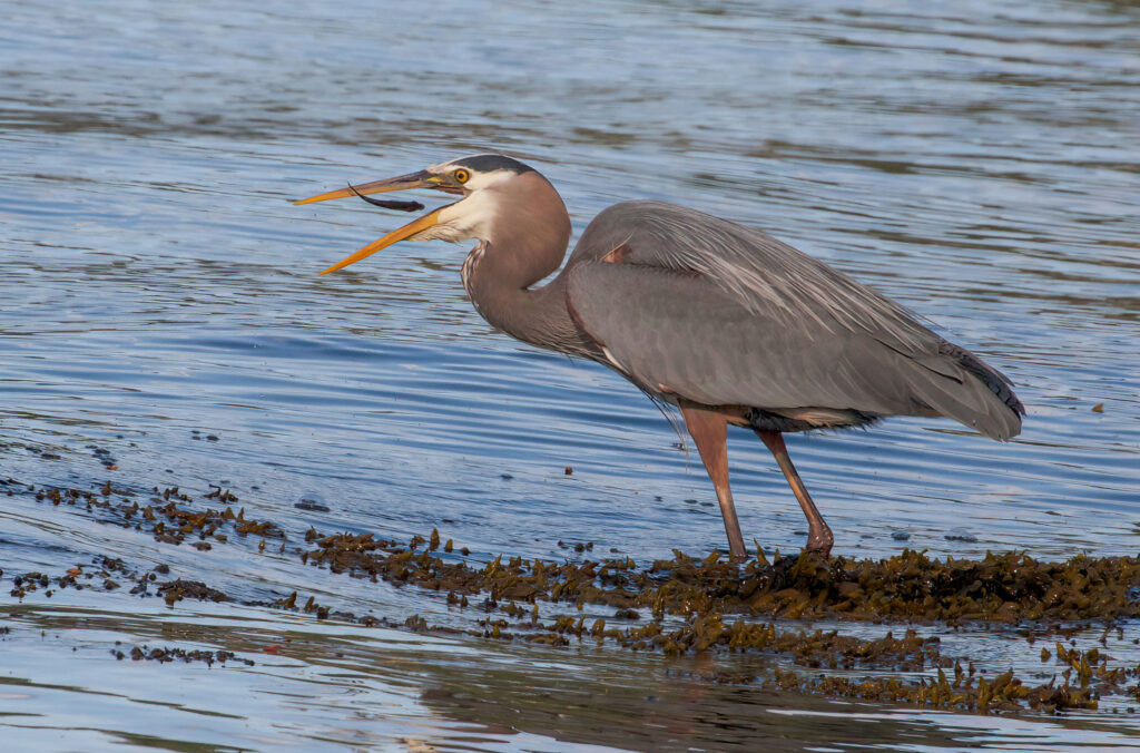 A heron feeding at a Whistler lake.