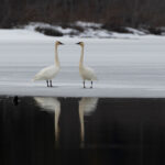 Two trumpeter swans on the lake in Whistler.