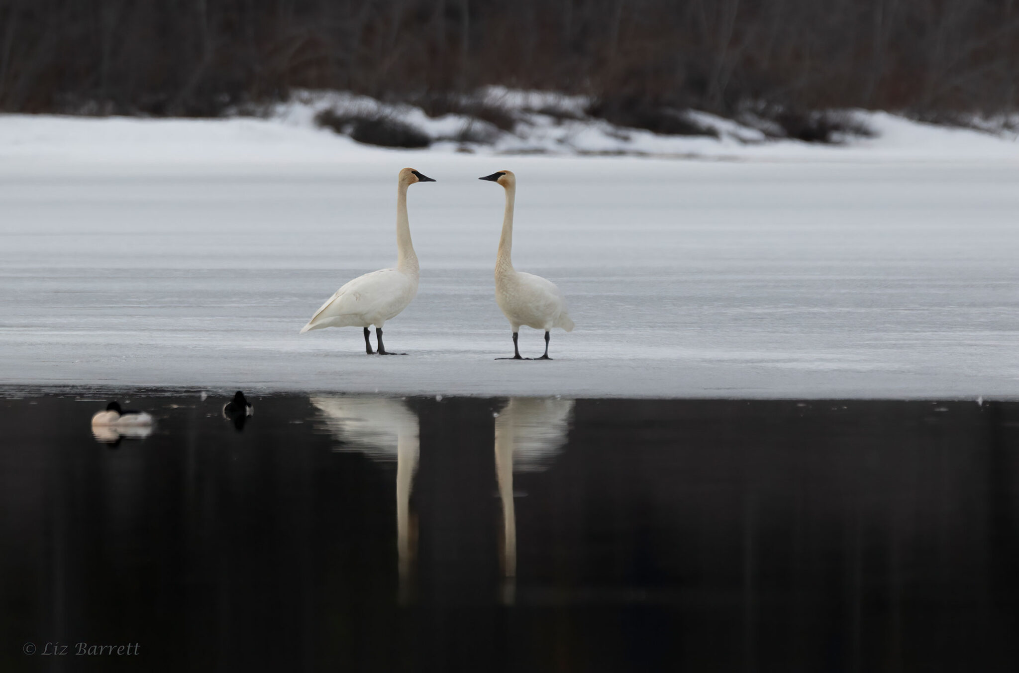 Two trumpeter swans on the lake in Whistler.