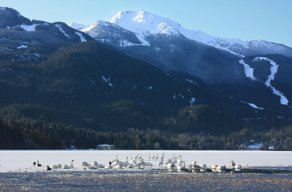 A flock of trumpeter swans on a Whistler lake.