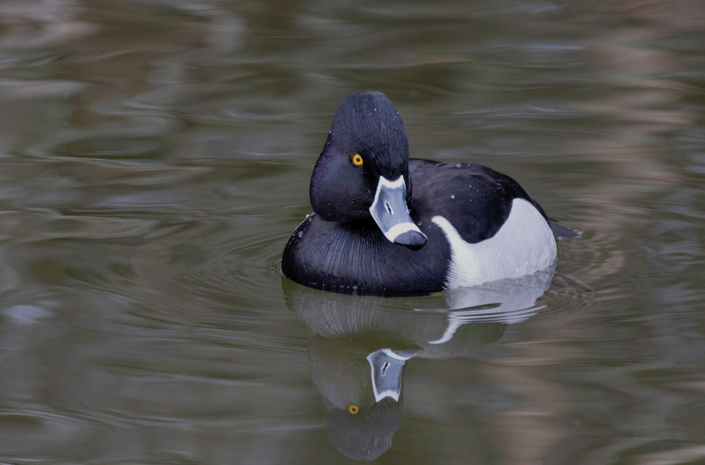 A male, ringed-neck duck on a Whistler lake.