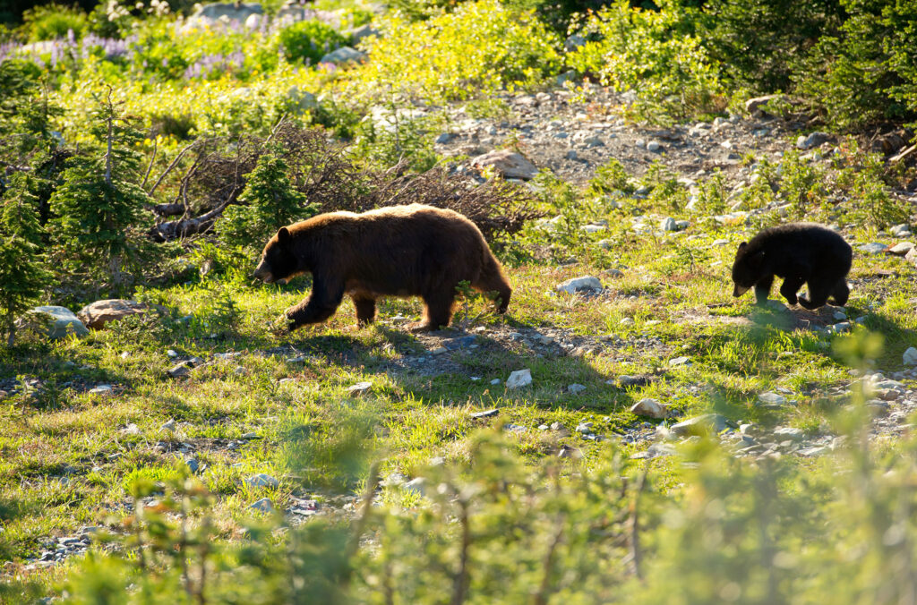 A momma bear and bear cub wonder the mountains in Whistler.