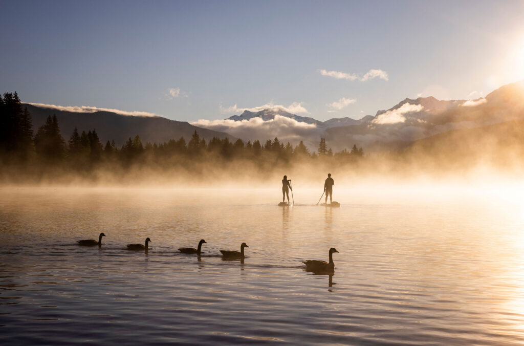 Geese glide across the lake in Whistler as paddle boarders float by. 