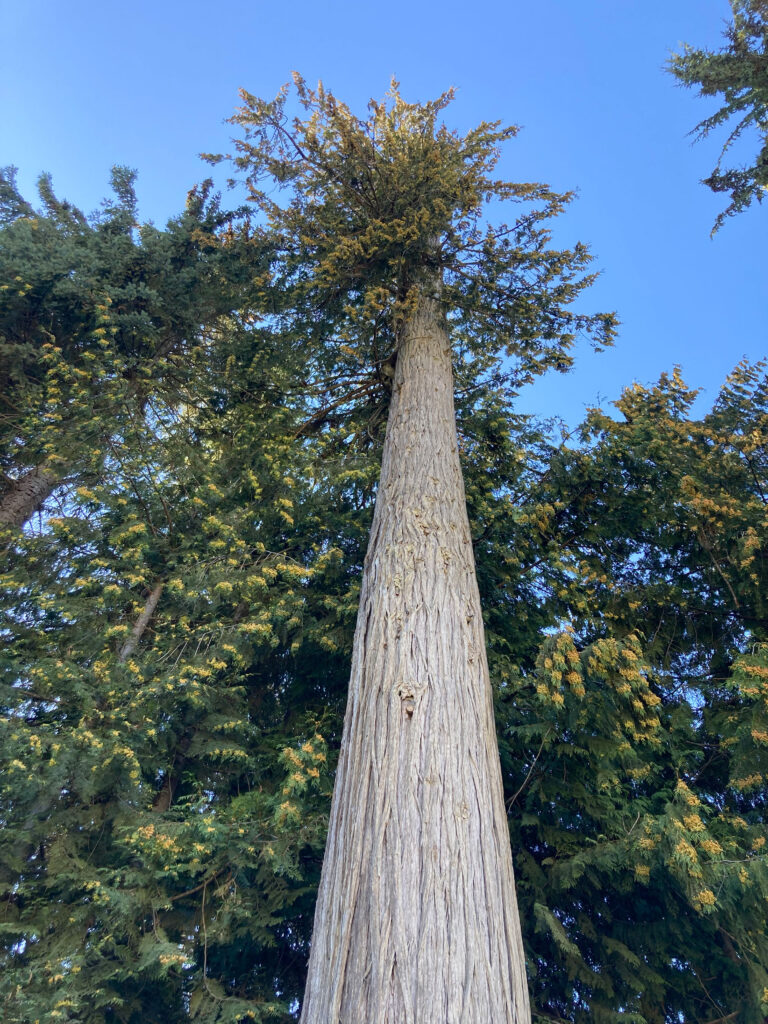 A big, towering cedar tree found by the bike skills park in Whistler Village. 