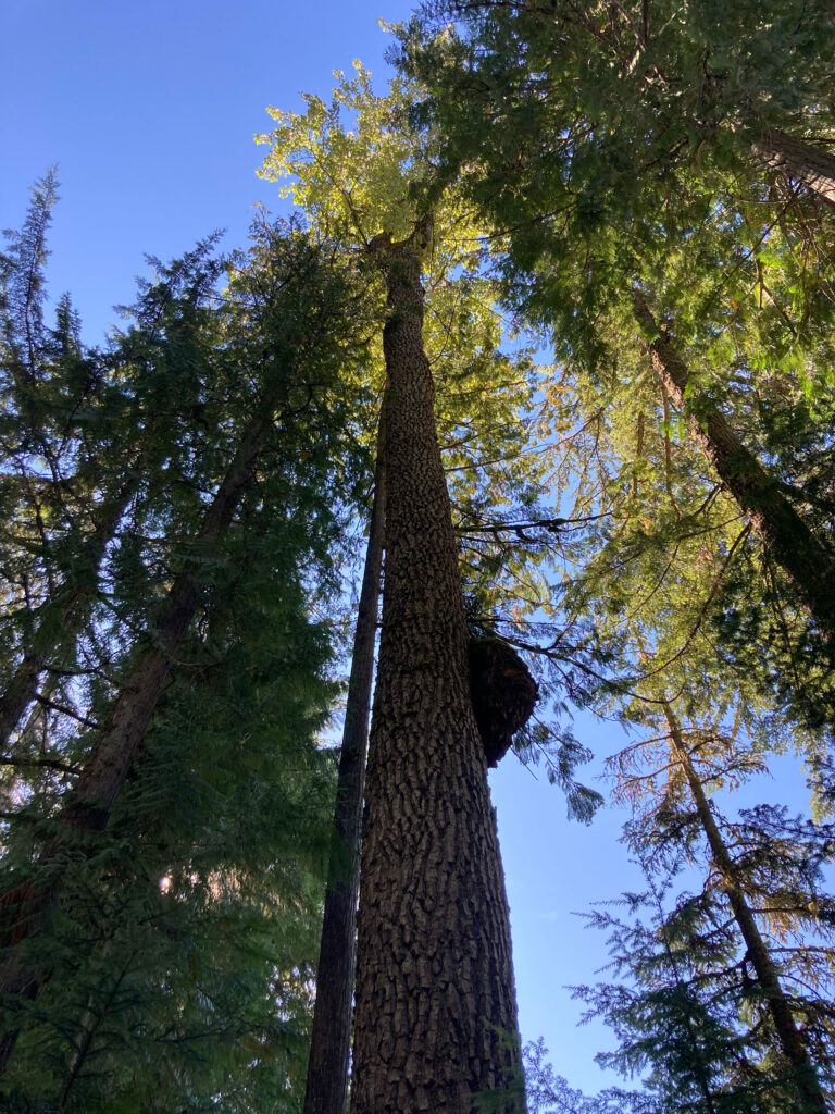 The burl on the side of a black cottonwood tree near Fitzsimmons Creek in Whistler Village.