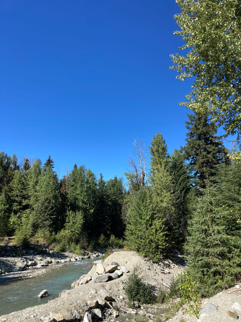 A stand of black cottonwoods on the bank of the Fitzsimmons Creek in Whistler Village.