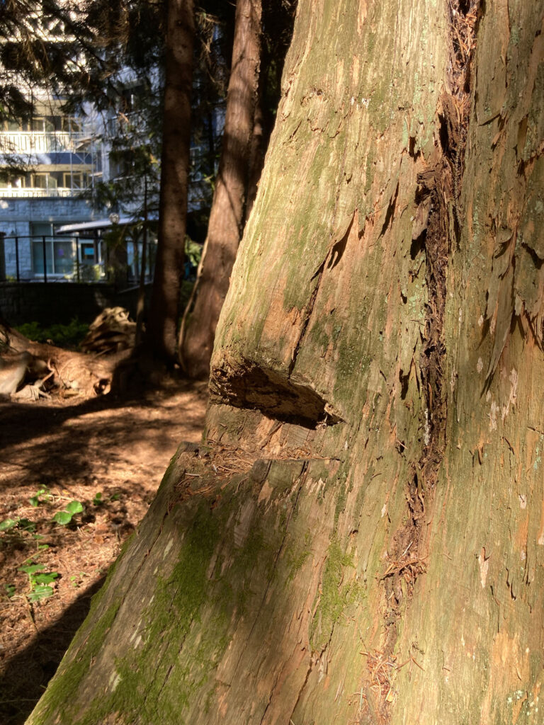 Cedar stumps in Florence Petersen Park show signs of Whistler's logging past.