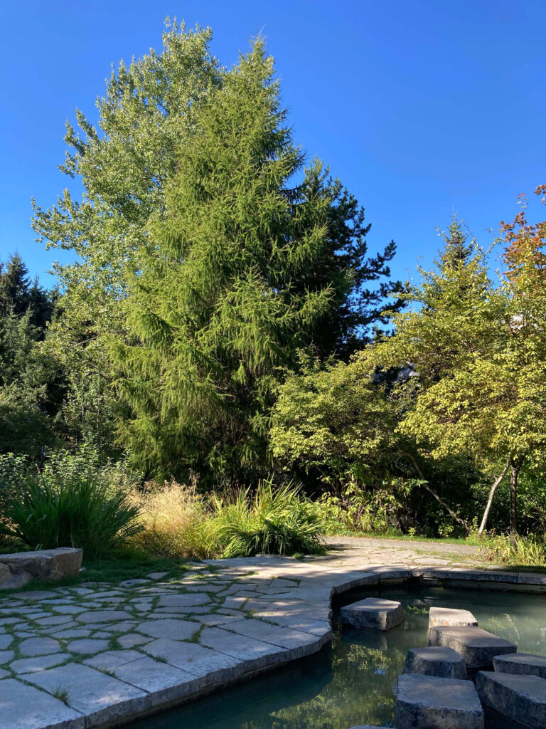 A huge larch tree found near a small water fountain on Northlands Boulevard. 