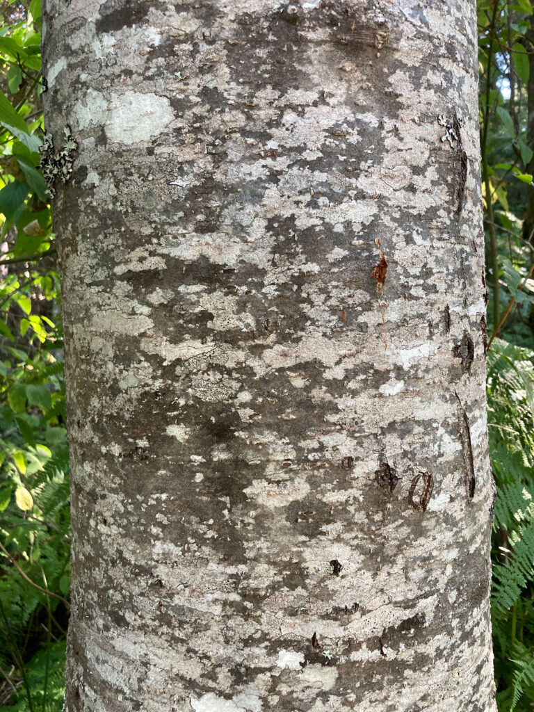 The stripy grey bark of a red alder tree.