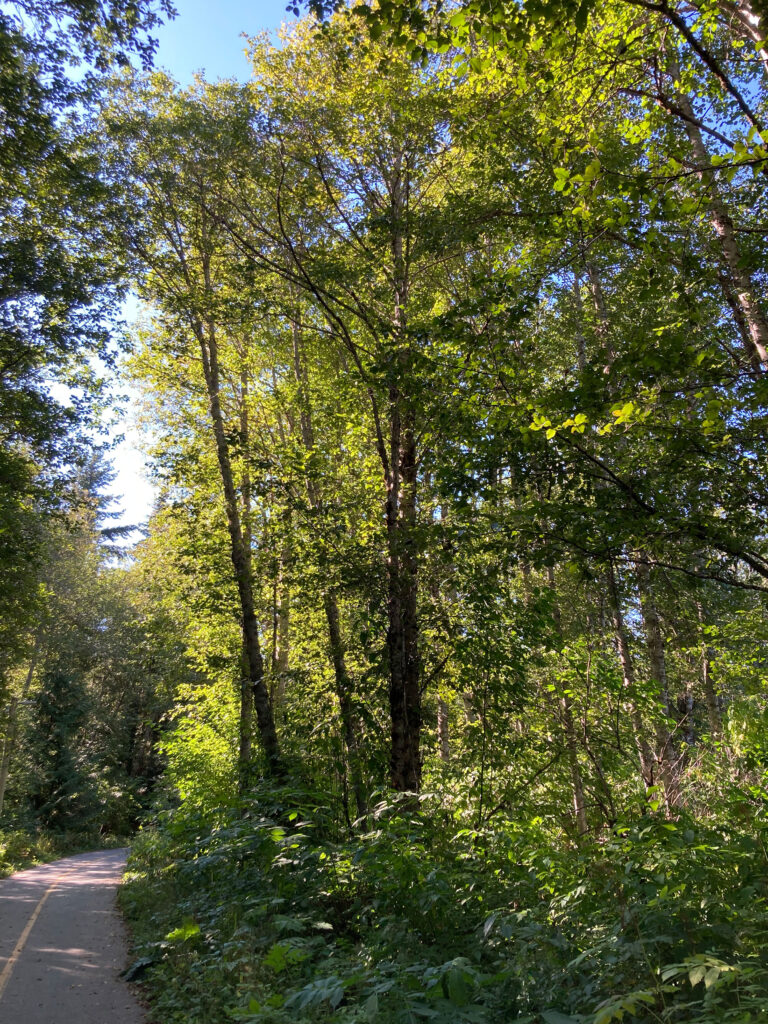 A stand of red alders in the Upper Village in Whistler Village.