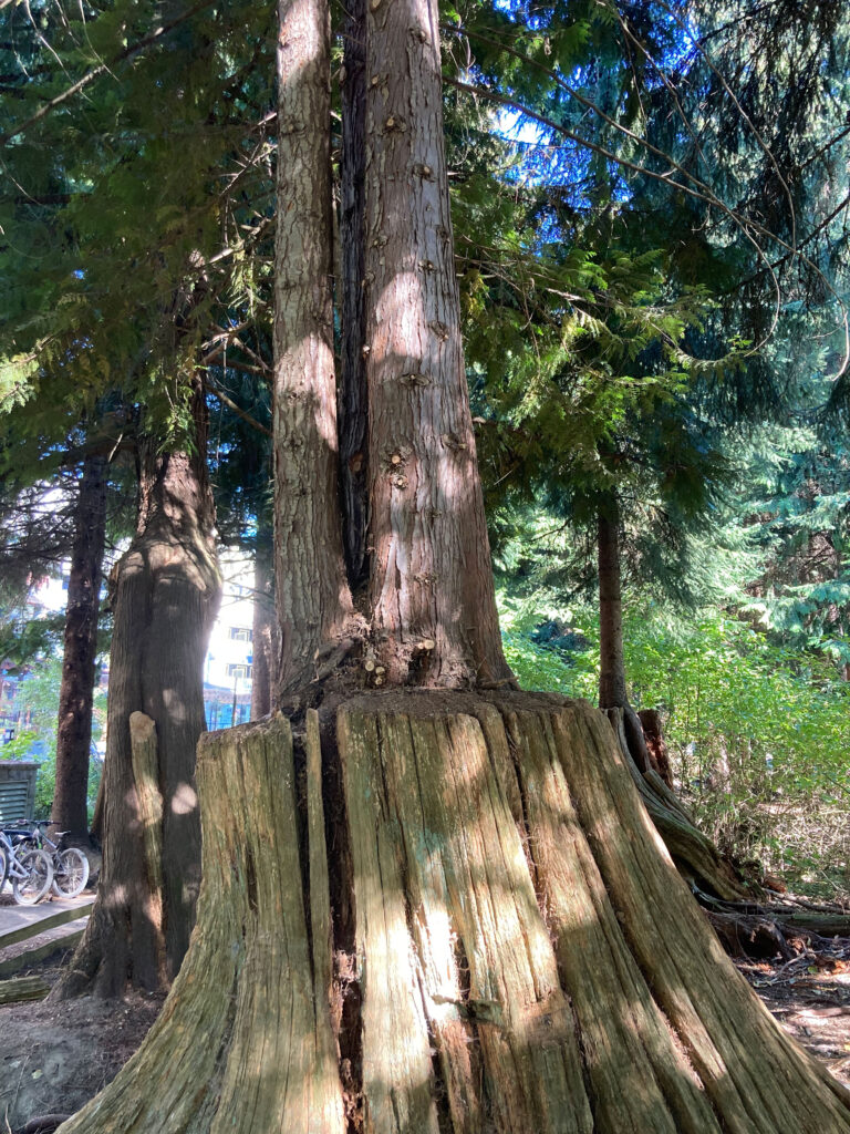 A red cedar grows out of an old stump in Florence Petersen Park in Whistler Village.