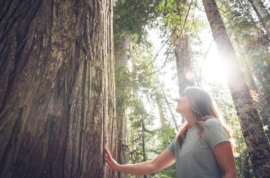 A woman touches the bark of a giant cedar tree in Whistler.