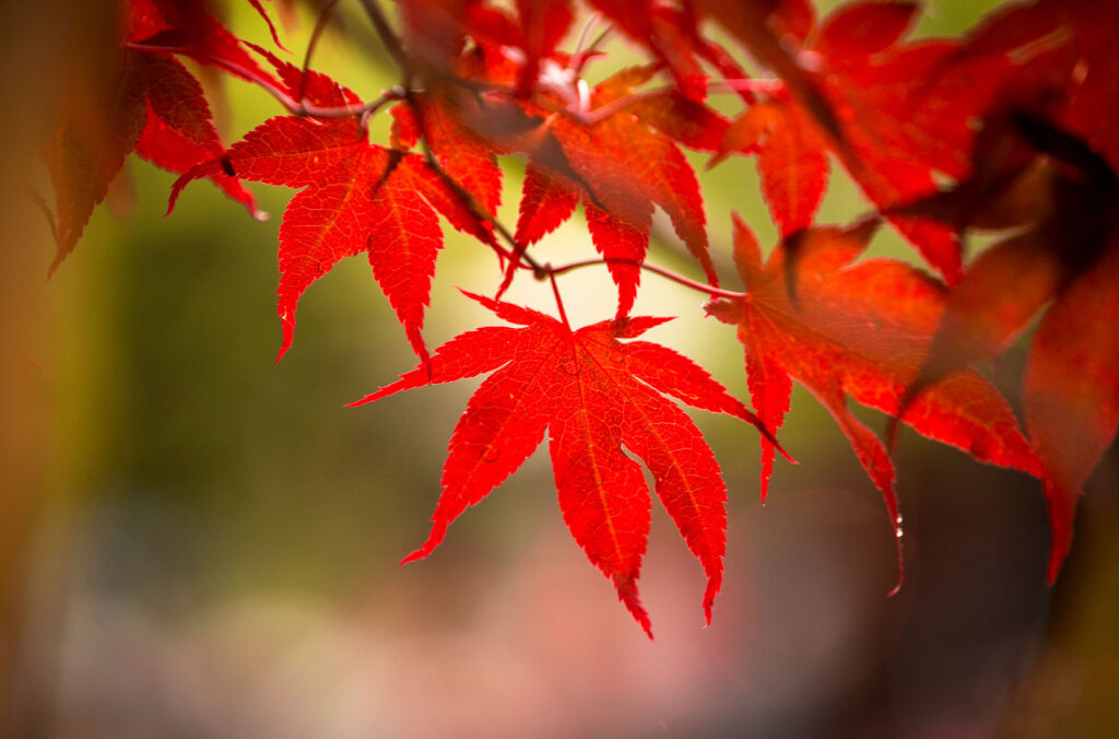 Vibrant, red maple leaves in the fall in Whistler.