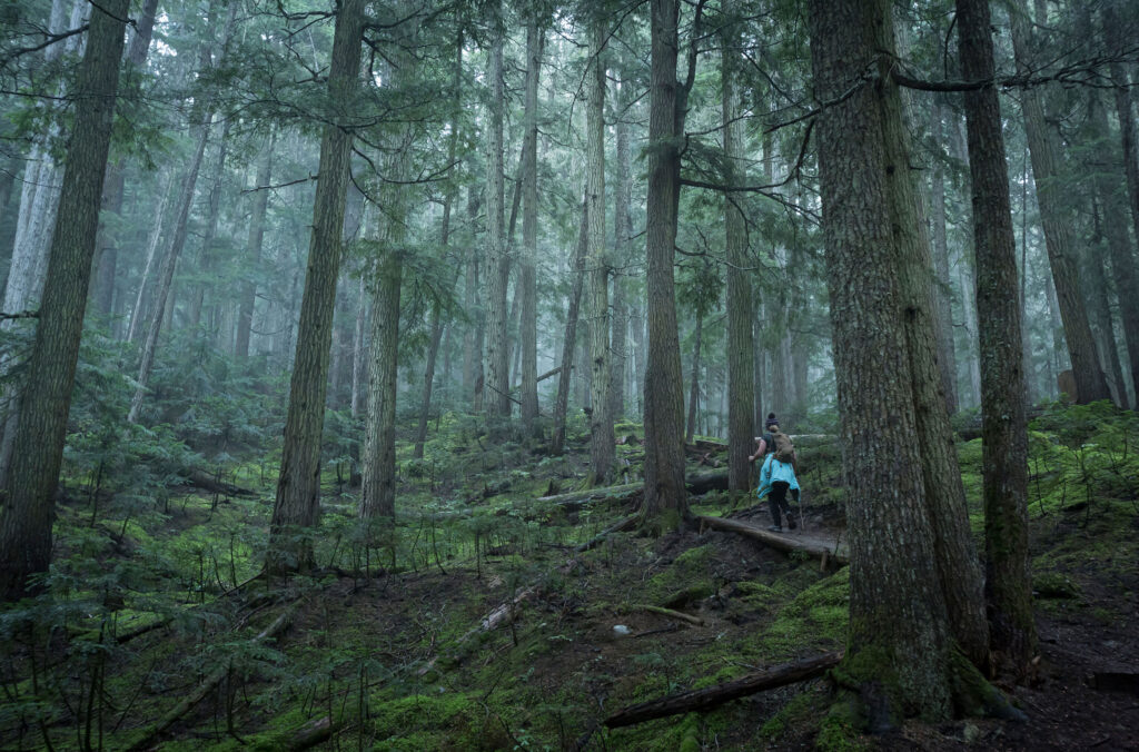 A hiker continues up the trail in a dense, lush forest in Whistler.