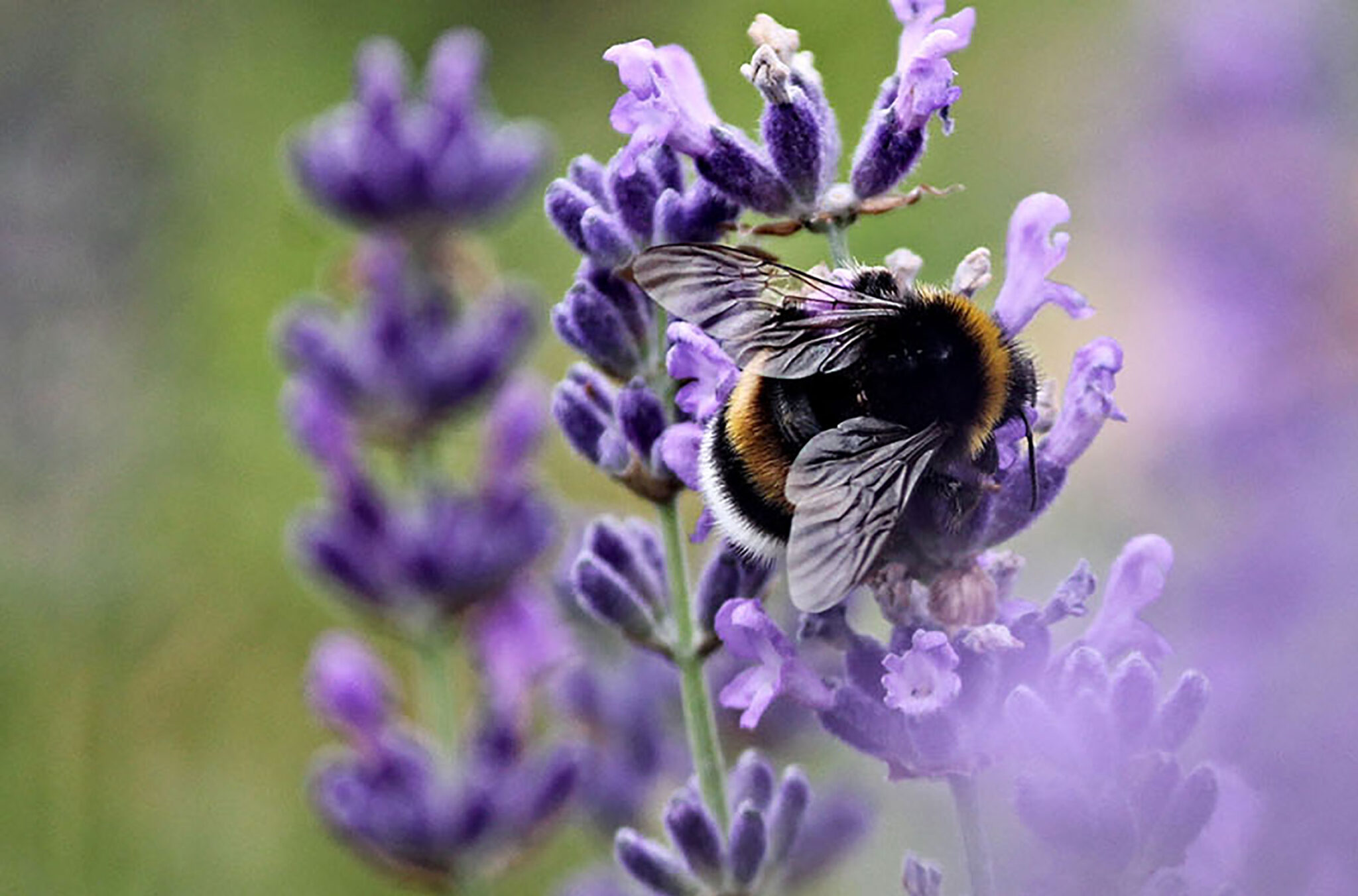A bumble bee dines on lavender on the rooftop garden at the Fairmont Chateau Whistler.