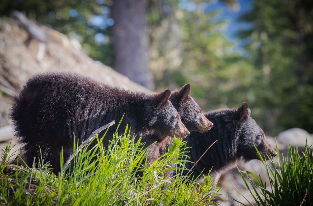 A mumma black bear and two cubs look at something in the distance as this shot was taken from the side. 