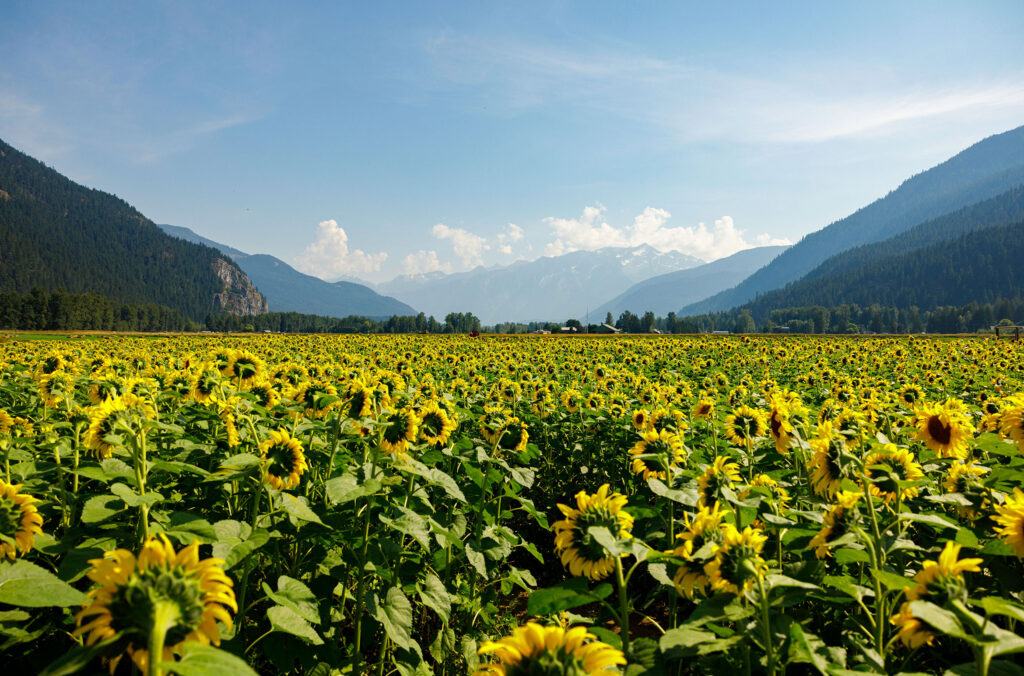 A shot of Pemberton Valley with the mountains on either side and a field of golden sunflowers in the middle. This is where the Farm Tours go during the Nourish Spring Series event.