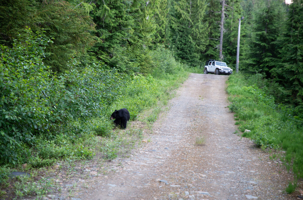 A black bear munches away while tour guests look on from their safari jeep.