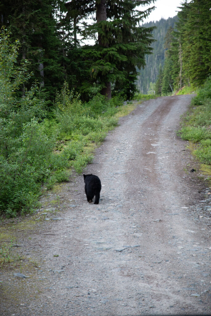 A black bear wonders up a dirt road in the Whistler wilderness.