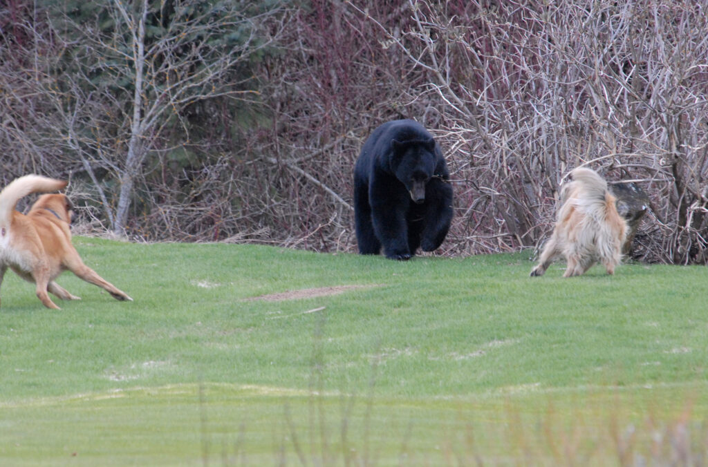 Two dogs bark at a black bear.