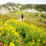 A hiker makes their way through a alpine meadow filled with wildflowers on Whistler Mountain.