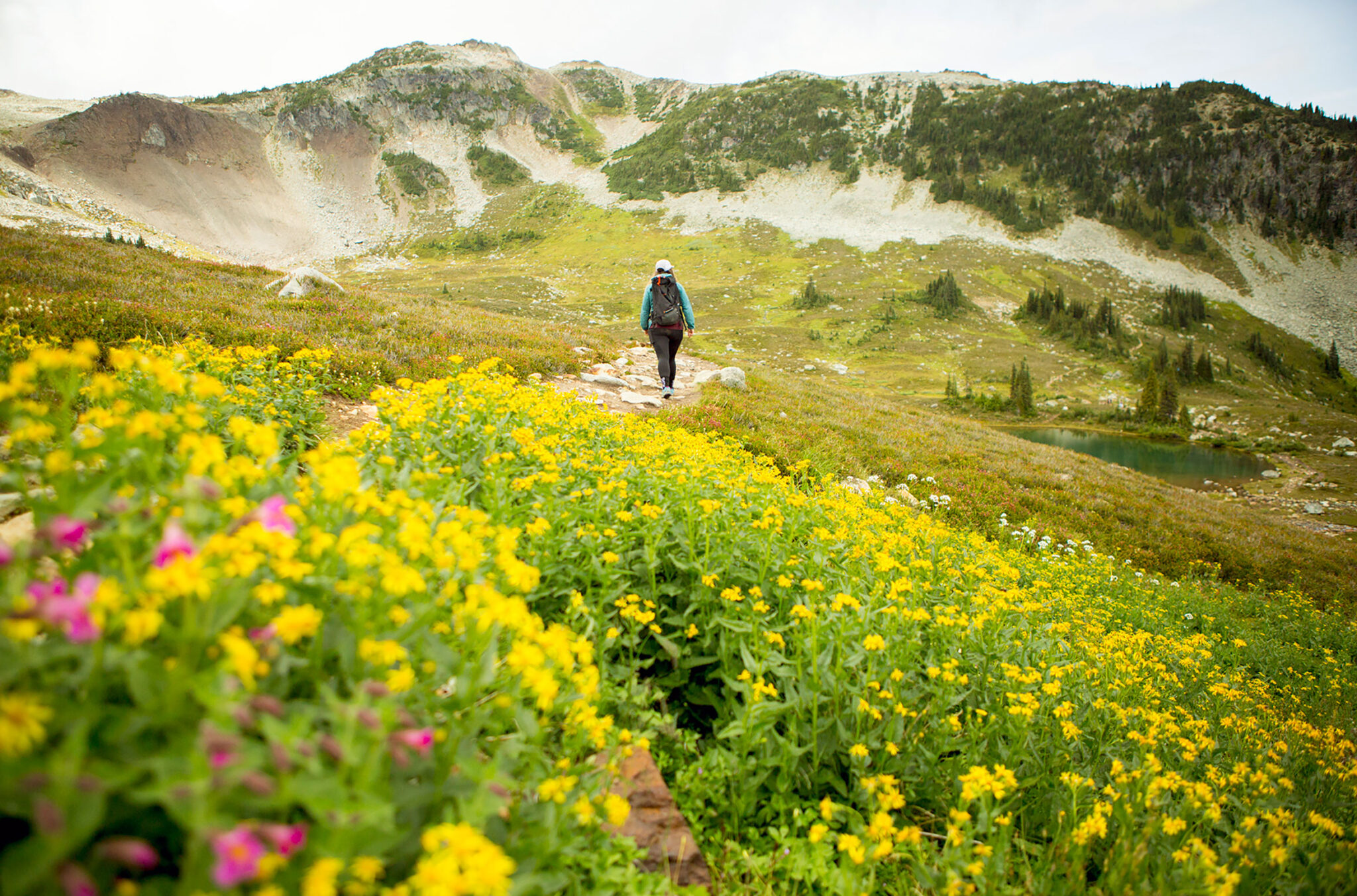 A hiker makes their way through a alpine meadow filled with wildflowers on Whistler Mountain.