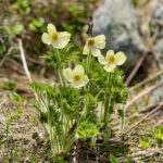 A close up of western anemone in flower on Whistler Blackcomb.