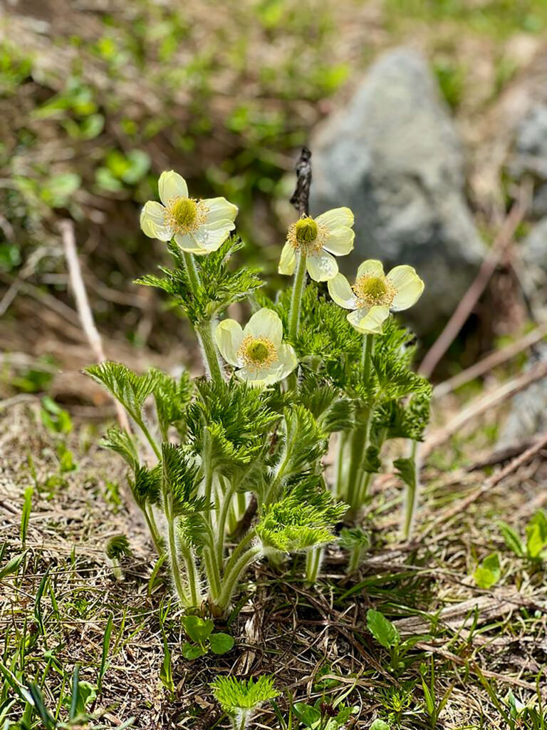 A close up of western anemone in flower on Whistler Blackcomb.