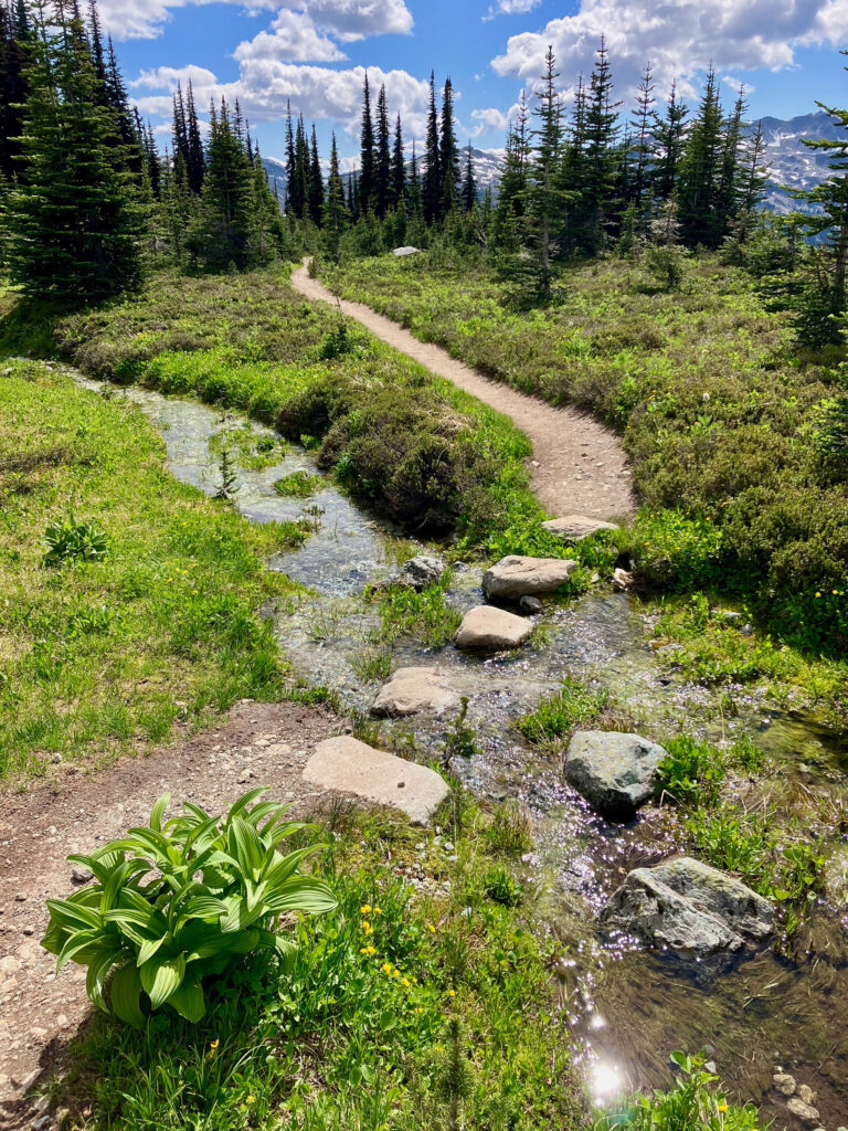 A creek crossing on one of the high alpine trails on Whistler Blackcomb.