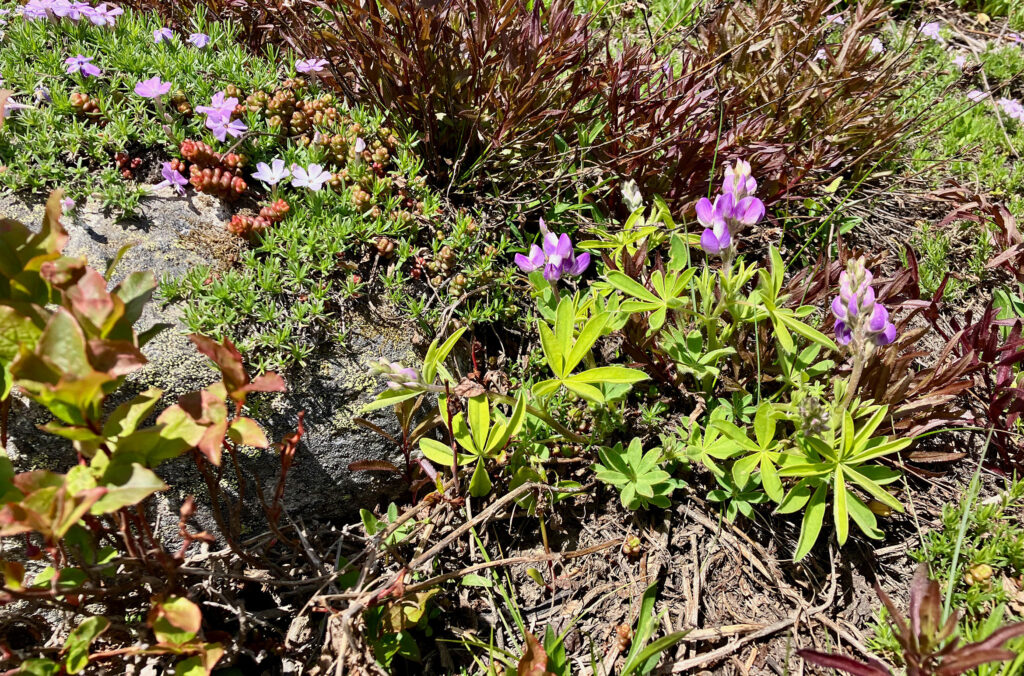 A close up of lupine and spreading phlox on Whistler Blackcomb.