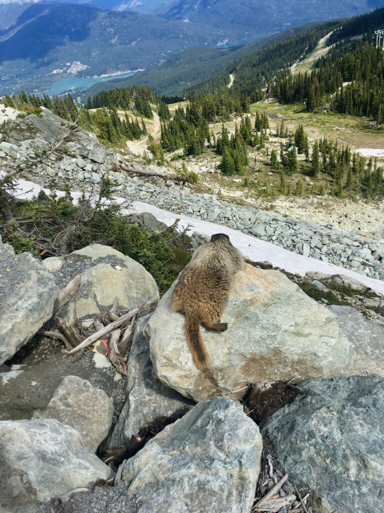 A marmot looks out across the mountain from its rocky perch.