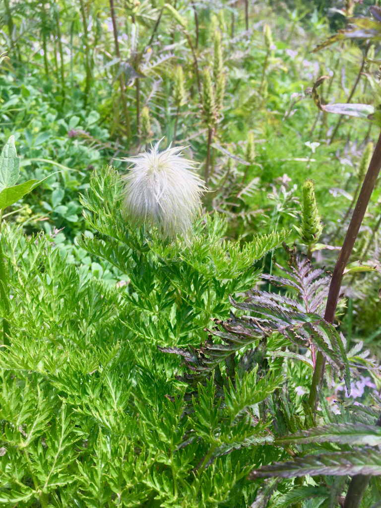 A close up of Western Anemone seed on Whistler Blackcomb.