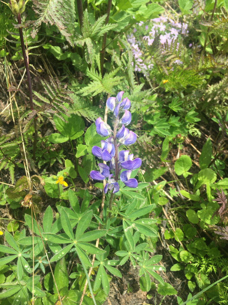A close up of lupines on Whistler Blackcomb.
