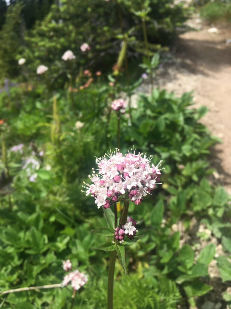 A close up of sitka valerian on Whistler Blackcomb.