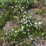 A close up of white heather on Whistler Blackcomb.