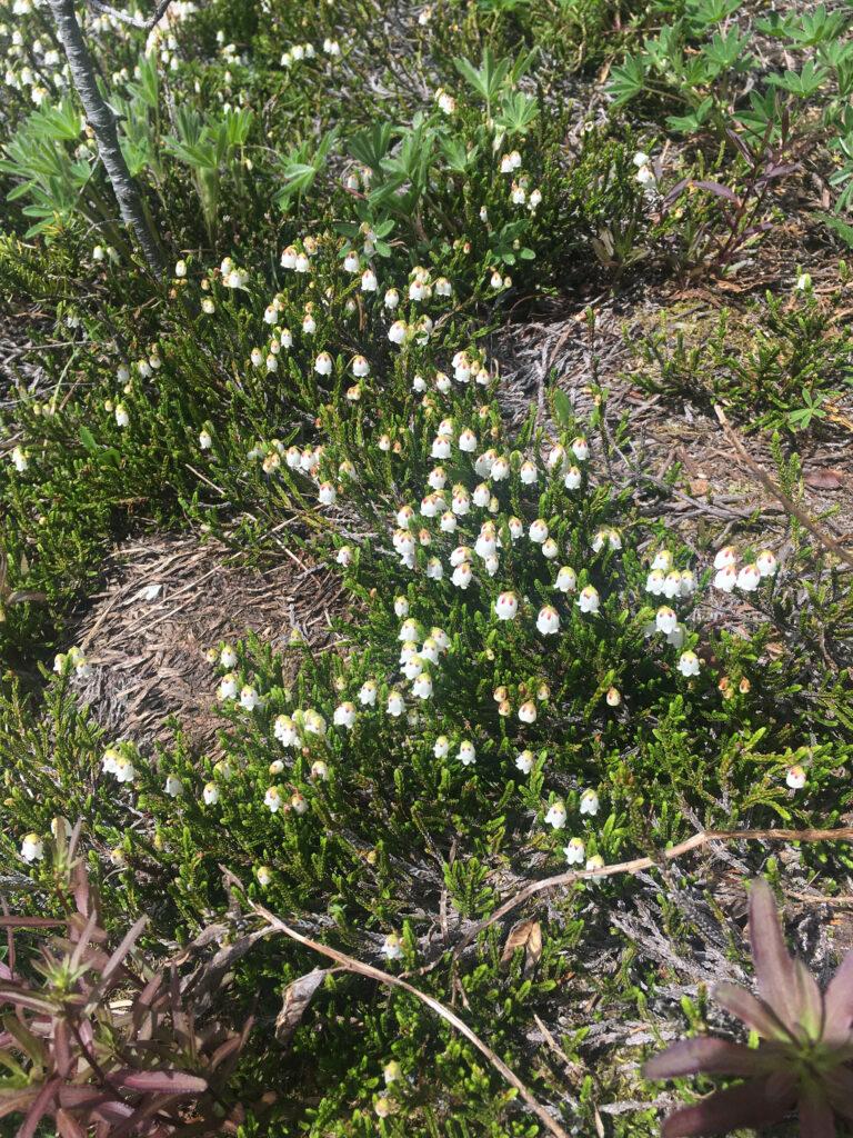 A close up of white heather on Whistler Blackcomb.