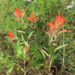 A close up of common red paintbrush on Whistler Blackcomb.
