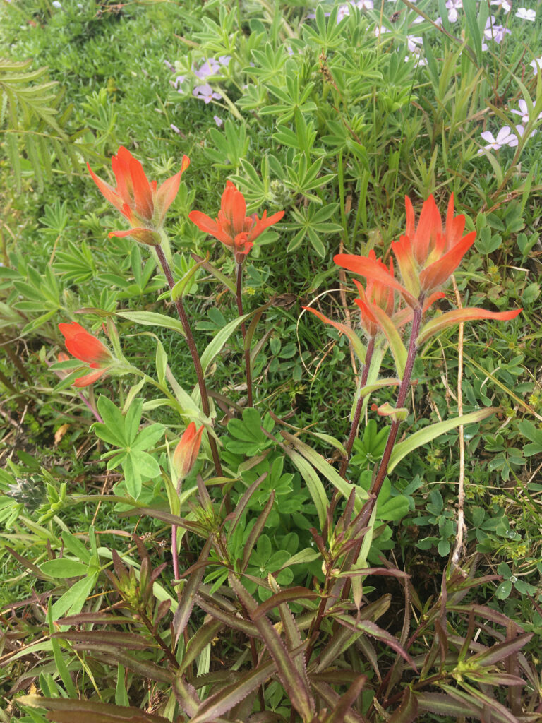 A close up of common red paintbrush on Whistler Blackcomb.