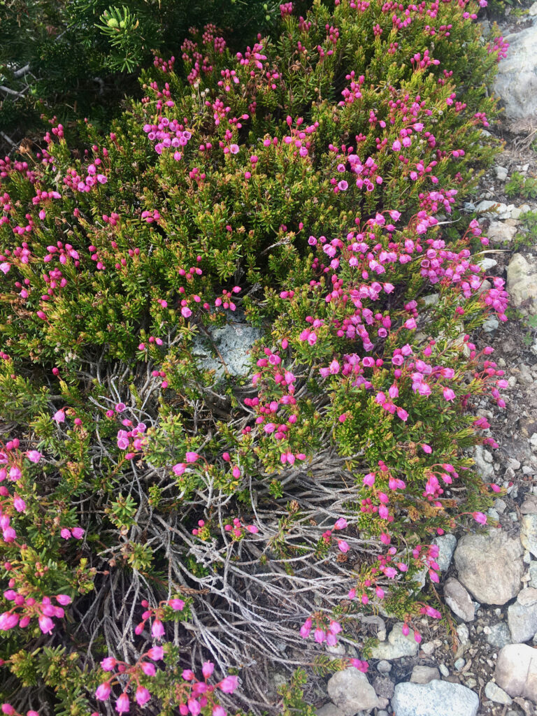 A close up of pink heather on Whistler Blackcomb.