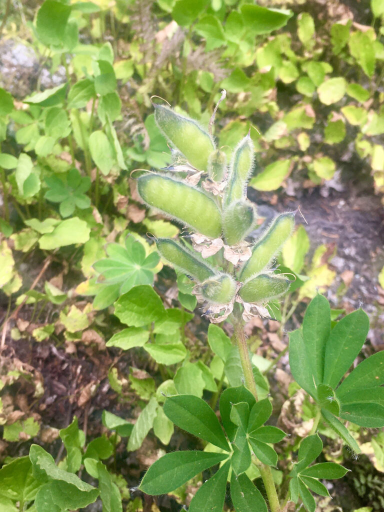 A close up of lupine pea pods on Whistler Blackcomb.