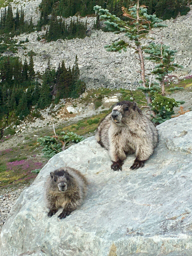 Two marmots stare indignantly at the camera from their rocky perch.