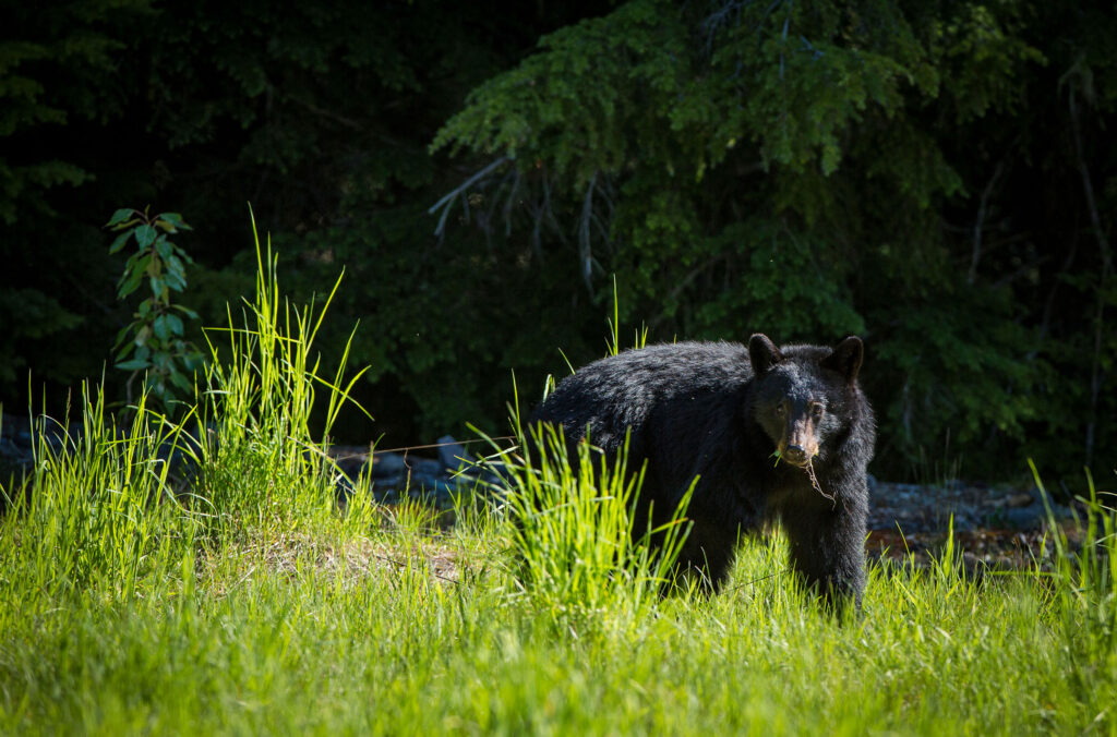 A black bear looks at the camera as it chews on lush, green grass in Whistler.