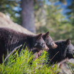 Priscilla the black bear looks out over Whistler Olympic Park with two of her cubs at sunset.