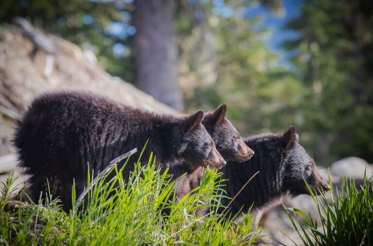 Priscilla the black bear looks out over Whistler Olympic Park with two of her cubs at sunset.