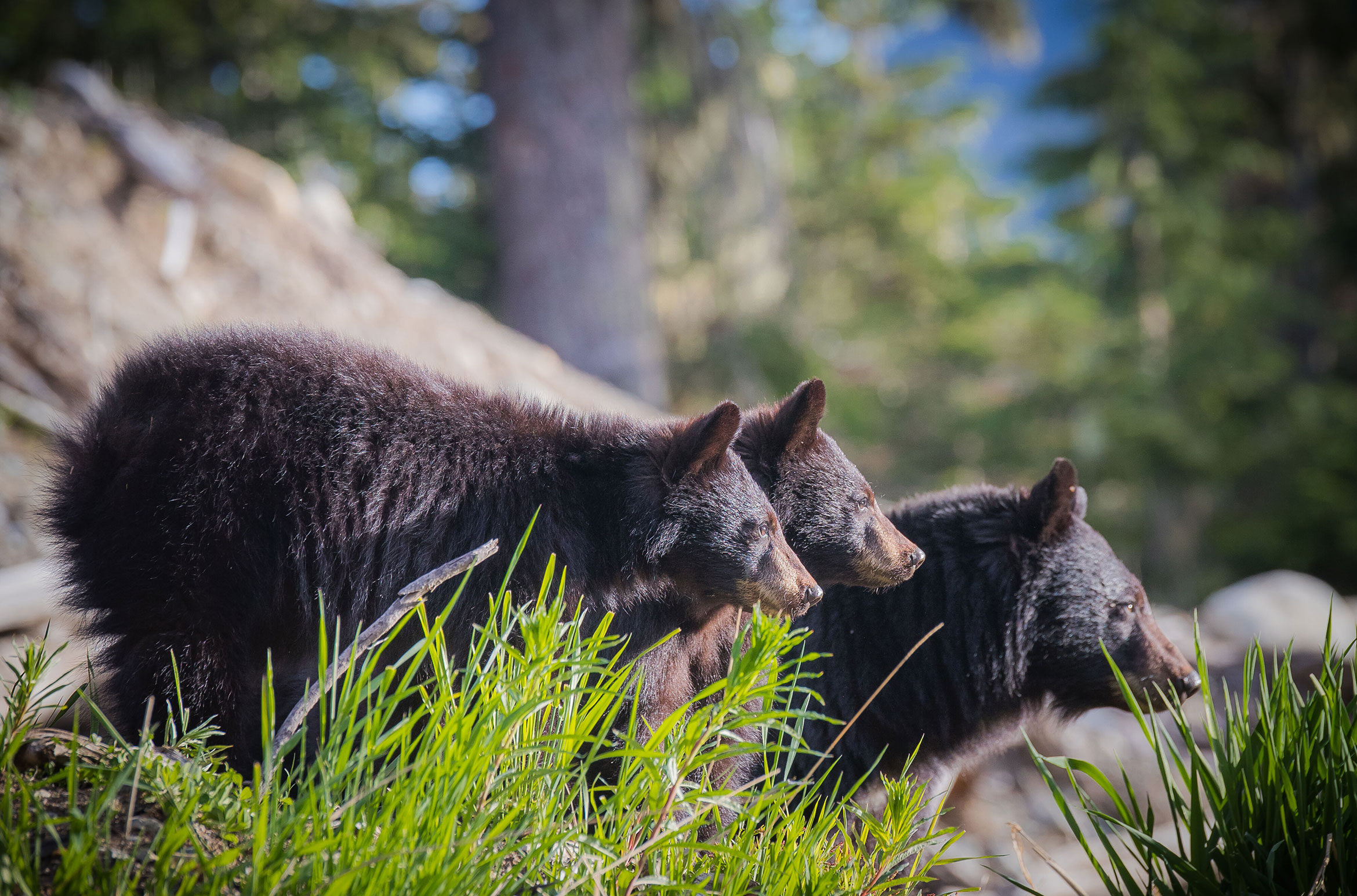 Connecting with Black Bears in Whistler - The Whistler Insider