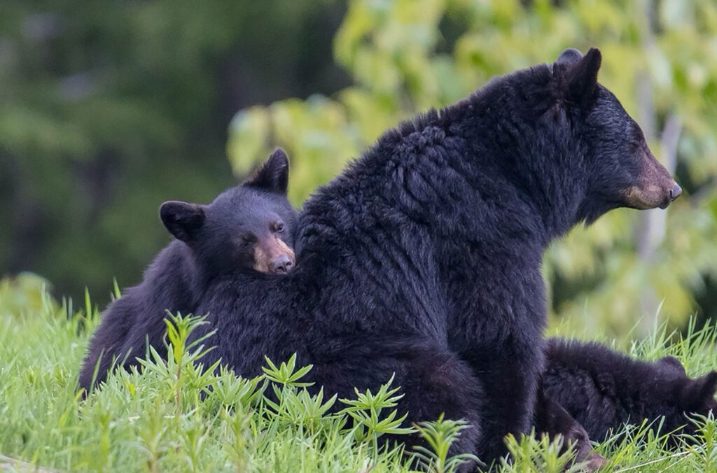 Whistler Black Bear, Priscilla sits with her two cubs in the grass.