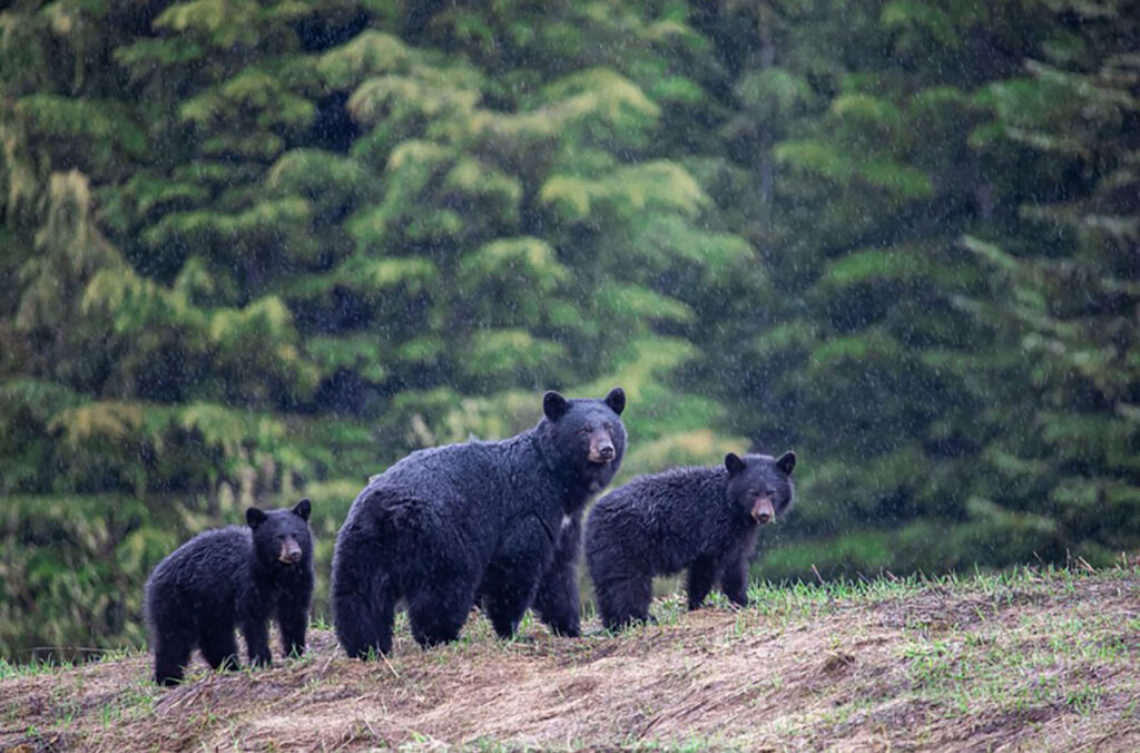 Whistler black bear, Priscilla looks towards the camera from her rocky perch alongside her two cubs.